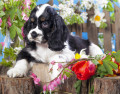 American Cocker Spaniel Welpe und Blumen