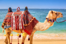 Geschmücktes Kamel am Strand