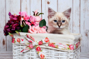 Sibirisches Kätzchen in einem Blumenkorb