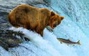 Grizzlybär fängt Lachs an einem Wasserfall