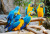 Blaue Aras Vögel im Park