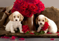 Cocker Spaniel Welpen und rote Rosen