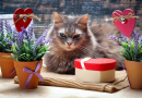 Schöne Katze zwischen Blumen und Herzen