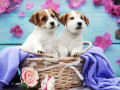 Jack Russell Terrier Hunde im Korb