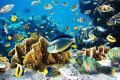 Tropische Fische auf einem Korallenriff