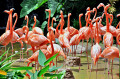 Karibische Flamingos