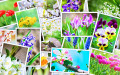 Viele Bilder von Blumen
