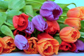 Frische rote, orangefarbene und violette Tulpen