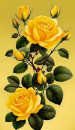 2 yellow roses & buds