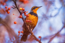 VariedThrush