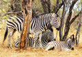 Zebrafamilie entspannt sich im Schatten