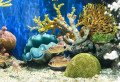 Aquarium und Roter Soldatenfisch