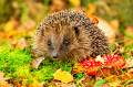 Europäischer Igel und ein Fliegenpilz