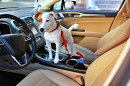 Jack Russell Terrier im Auto
