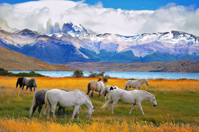 Schöne Pferde im Nationalpark Torres del Paine