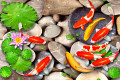 Teich mit Koi-Fischen, Lotusblumen und Steinen