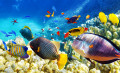 Wunderschöne Unterwasserwelt