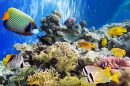 Tropische Fische und Korallen im Roten Meer