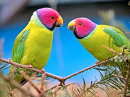 Zwei Kanarienvögel, die sich gegenseitig necken