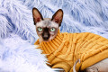 Kanadische Sphynx in einem Strickpullover