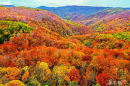 Fall Foliage