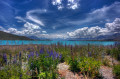 Der See Tekapo, Neuseeland