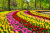 Frühling im Keukenhof Park, Niederlande