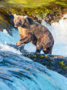 Grizzlybär im Katmai Nationalpark, Alaska