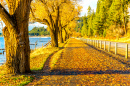 Herbstlaub auf einem Gehweg, Idaho, USA