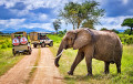 Safari Jeep im Nationalpark in Tansania