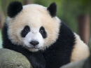 Giant Panda Bear