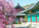 Gyeongbokgung-Palast mit Kirschblüte