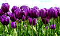 Purple Tulips