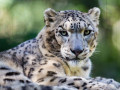 Snow Leopard Full Face