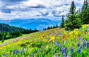 Alpine Meadows in den Shuswap Highlands, Kanada