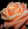 Single Peach Rose