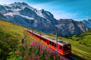 Touristenzug in Grindelwald, Schweiz