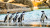 Afrikanische Pinguine am Sandstrand