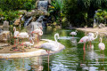 Flamingos auf einem See mit Wasserfall