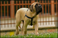Pluto, Mein Englischer Mastiff