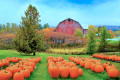 Herbstkürbisbeet und Rote Scheune, Vermont, USA