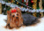 Yorkshire Terrier unter dem Weihnachtsbaum