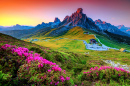 Blühende Rhododendren, Dolomiten, Italien