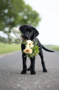 Lab with Flowers