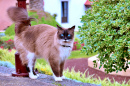 Blauäugige Katze auf Teneriffa