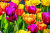 Bunte Tulpen