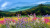 Berglandschaft mit Wildblumen