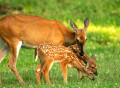 Weißwedelhirsch und seine beiden Rehkitze auf der Wiese