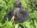 Essender Gorilla