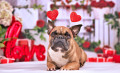 Französische Bulldogge mit Valentinstag-Stirnband